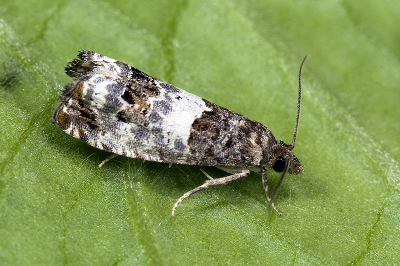 Notocelia trimaculana ? S